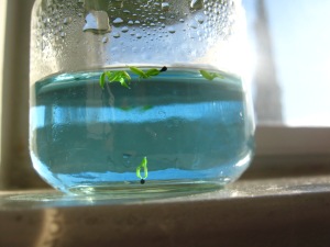 Flytrap seedlings in tissue culture media. I added food coloring to keep track of different concentrations.