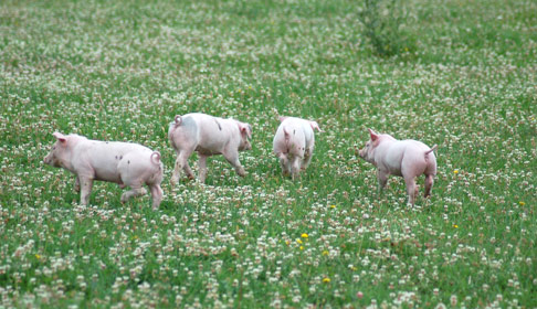 Pigs on sanctuary